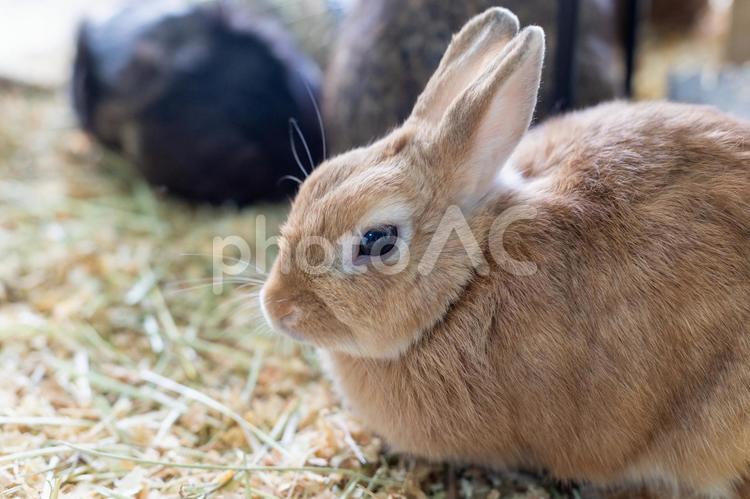 耳が可愛いウサギ｜横顔 うさぎ,動物,小動物の写真素材