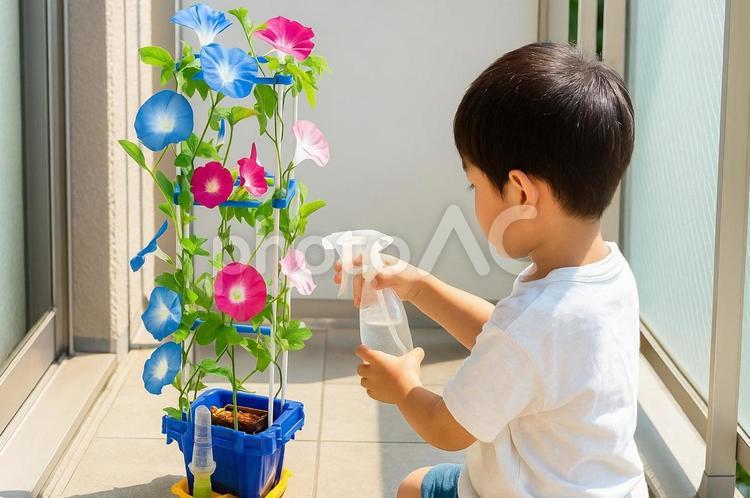 夏休みに朝顔に水やりする小学生の子供 小学生,朝顔,水やりの写真素材
