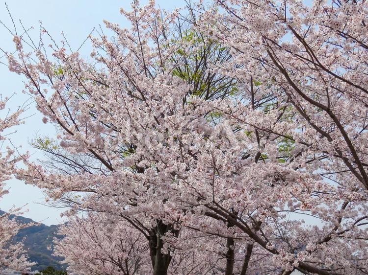 春イメージ〜満開の桜の木 春イメージ,桜,サクラの写真素材