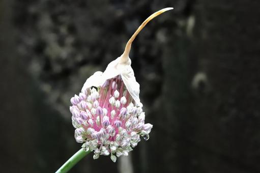 西洋ネギネギ坊主 西洋ネギネギ坊主 植物,自然,6月の写真素材
