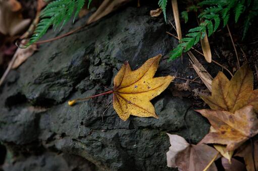 紅葉 銀杏,いちょう,黄色の写真素材