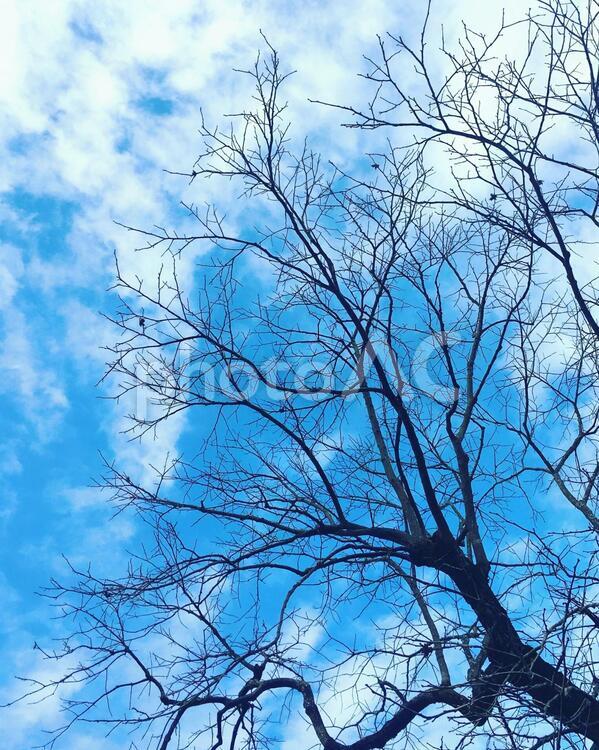 葉が散った冬の柿木と青空 柿木,冬,青空の写真素材