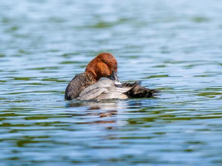 池を泳ぐホシハジロ ホシハジロ,鴨,野鳥の写真素材
