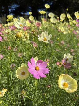 黄色のコスモス 黄色のコスモスの写真