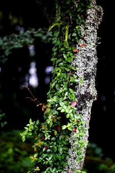 蔦の絡む幹 蔦の絡む幹の写真