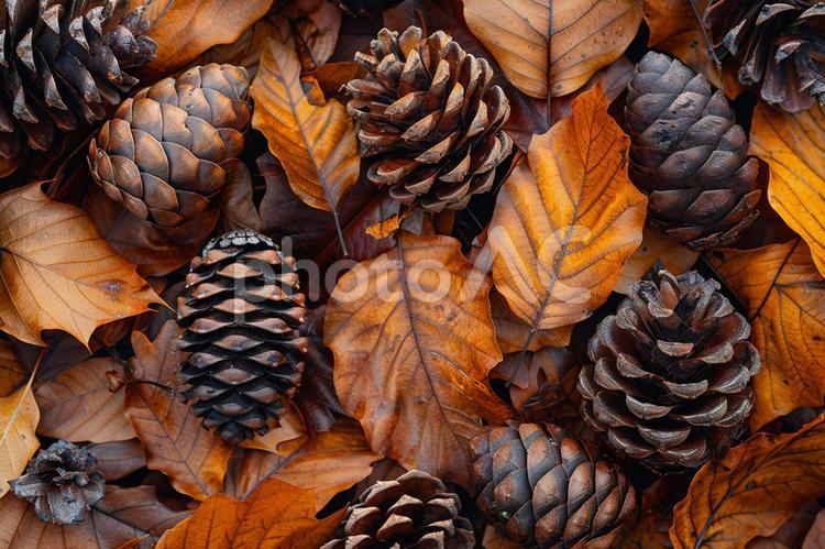秋の落ち葉と松ぼっくりの自然テクスチャ 松ぼっくり,落ち葉,枯葉の写真素材