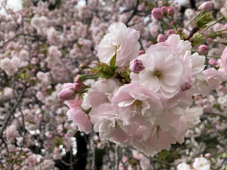 桜 桜の写真