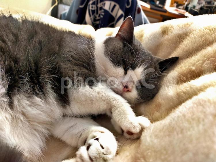 毛布の上でまどろむ猫 生き物,動物,猫の写真素材