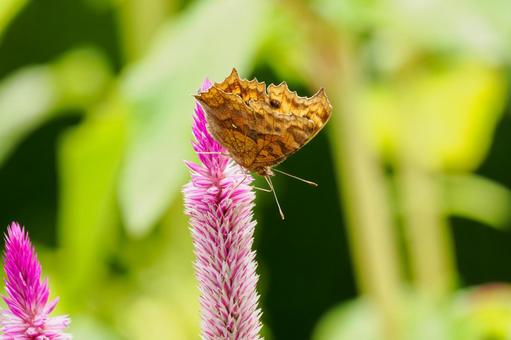 キタテハ⒃ キタテハ⒃ 蝶,キタテハ,昆虫の写真素材