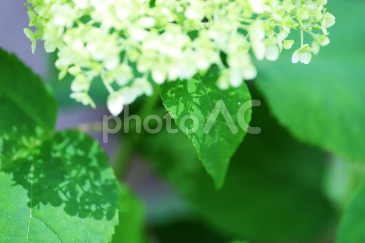 葉にレースのような美しい影を落とす白い紫陽花の花 紫陽花,アジサイ,あじさいの写真素材