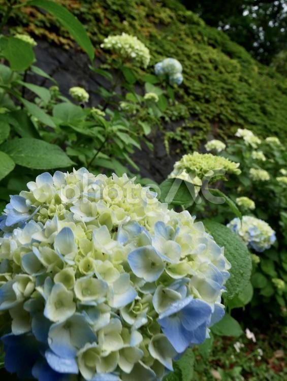 咲き始めの青いアジサイ アジサイ,あじさい,紫陽花の写真素材