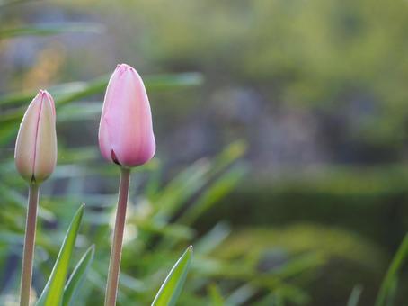 春の花 チューリップ つぼみ⑯ 春の花 チューリップ つぼみ⑯の写真