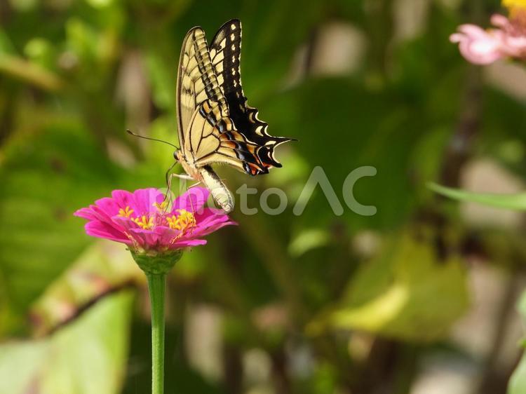 花にとまるアゲハチョウ 昆虫,アゲハチョウ,花の写真素材