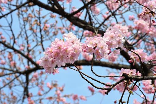 前橋市江田町にある鏡神社の河津桜 前橋市江田町にある鏡神社の河津桜の写真
