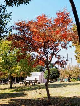 秋の宇喜田公園の紅葉(東京都・江戸川区) 秋の宇喜田公園の紅葉(東京都・江戸川区)の写真