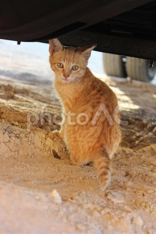 車の下の猫 1,ペット,何人もありませんの写真素材