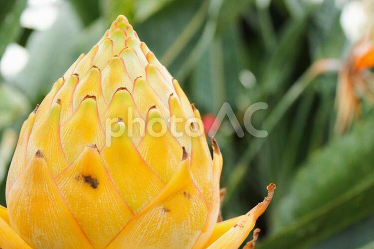 南国の植物 花,植物,南国の写真素材