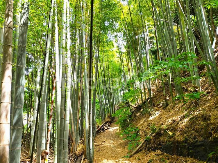 竹林と小道 竹林,竹,自然の写真素材