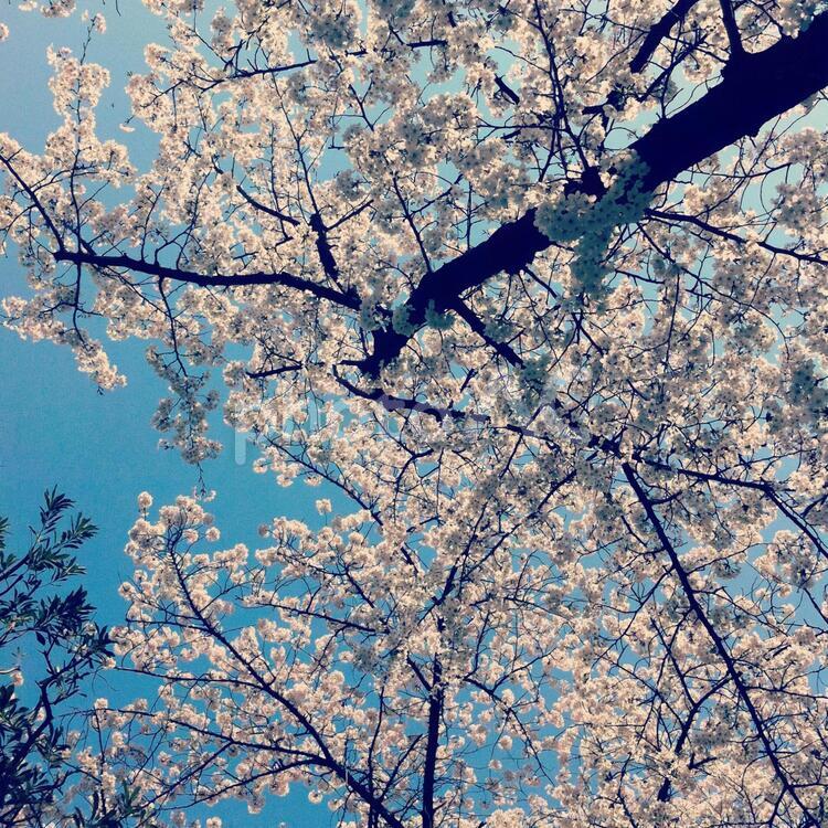 下から見上げた桜と青い空 桜,桜の木,植物の写真素材