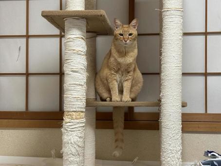 猫 ねこ,ネコ,ペットの写真素材