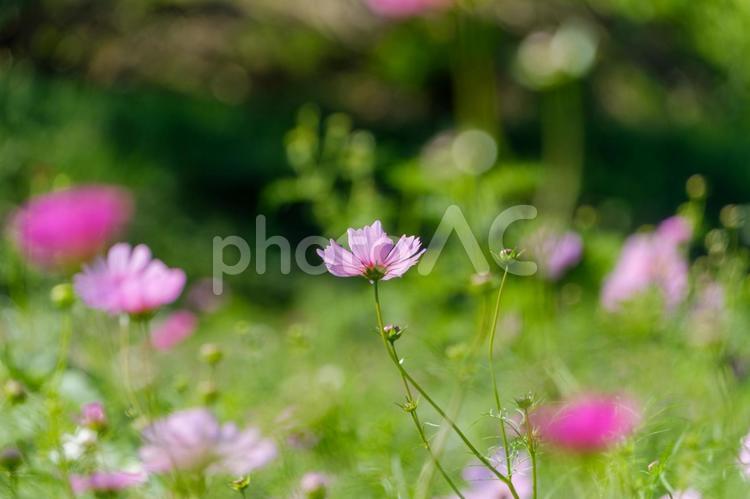 柔らかな光に包まれたコスモス コスモス,花,花びらの写真素材