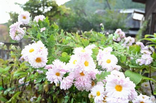お花 お花の写真