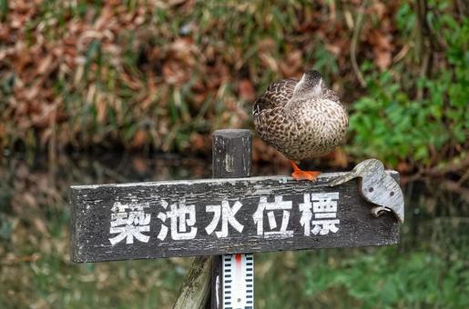 カルガモ2の写真