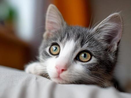 子猫 子猫の写真