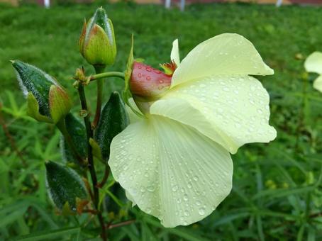 オクラに似た花を咲かせるトロロアオイの写真