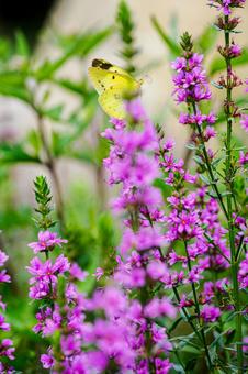 Lythrum salicaria and Colias butterfly (31), JPG