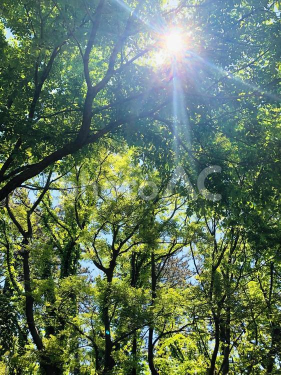 木漏れ日 太陽,緑,森林の写真素材