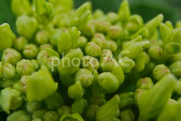 開花し始めたのアジサイのマクロ 緑,植える,自然の写真素材
