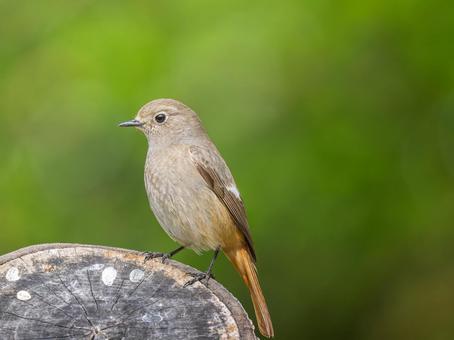 切り株にとまるジョウビタキのメス 切り株にとまるジョウビタキのメス ジョウビタキ,ジョビコ,ジョウビタキのメスの写真素材