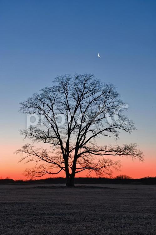 ハルニレの木と月 北海道豊頃町,写真スポット,ハルニレの木の写真素材