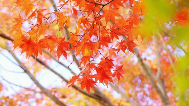 紅葉-1066 紅葉-1066の写真