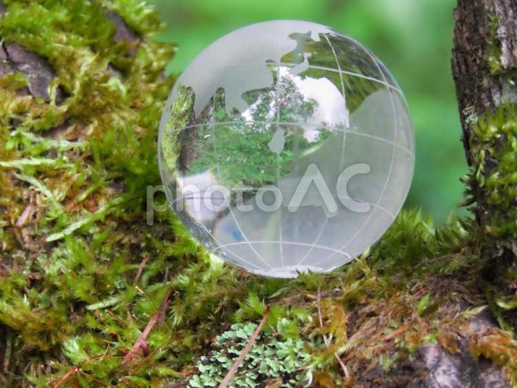 エコイメージ-ガラスの地球儀と朽ちた幹2 地球,地球儀,エコの写真素材