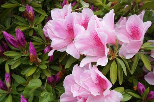 満開のピンク色のツツジの花2 ツツジ,花,ピンクの写真素材