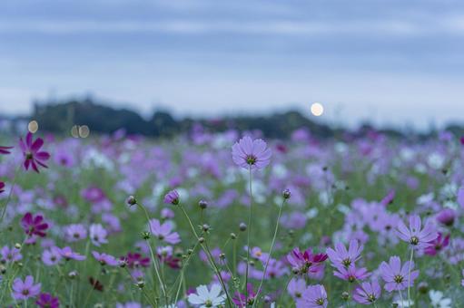 曇りの日の早朝のコスモス畑 曇りの日の早朝のコスモス畑の写真