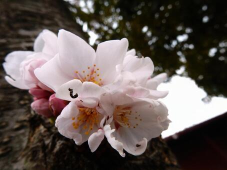 桜 桜の写真