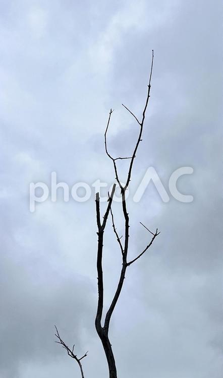 枯木と曇り空 枯木,曇り空,自然の写真素材