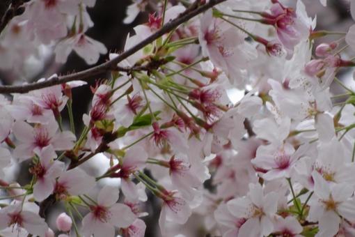 桜 桜の写真