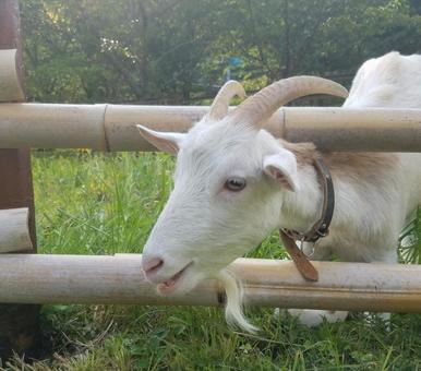 ヤギ ヤギの写真