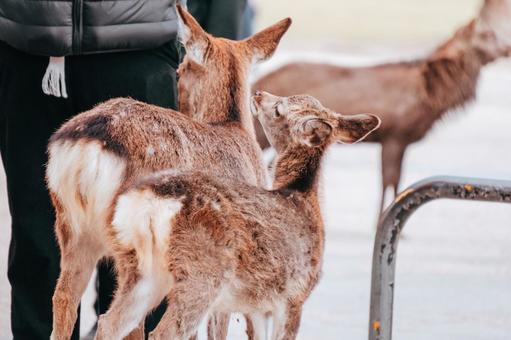 早く私の順番が来ないかな 鹿,動物,哺乳類の写真素材