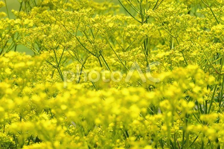 オミナエシの鮮やかな黄色い花 オミナエシ,花,黄色の写真素材
