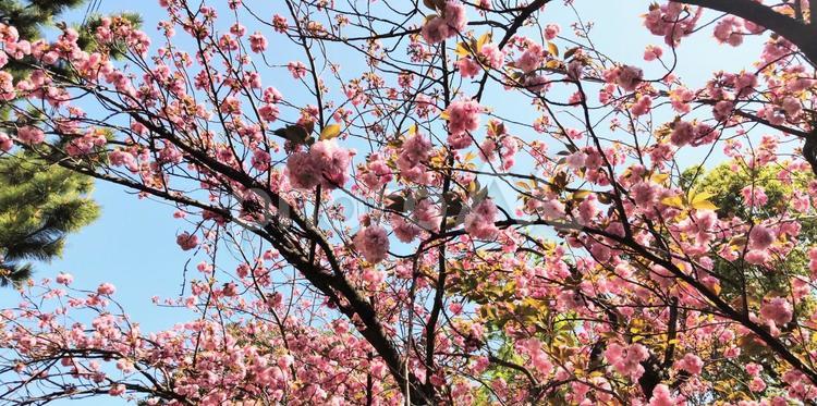 桜と空と緑 桜,八重桜,ピンクの写真素材