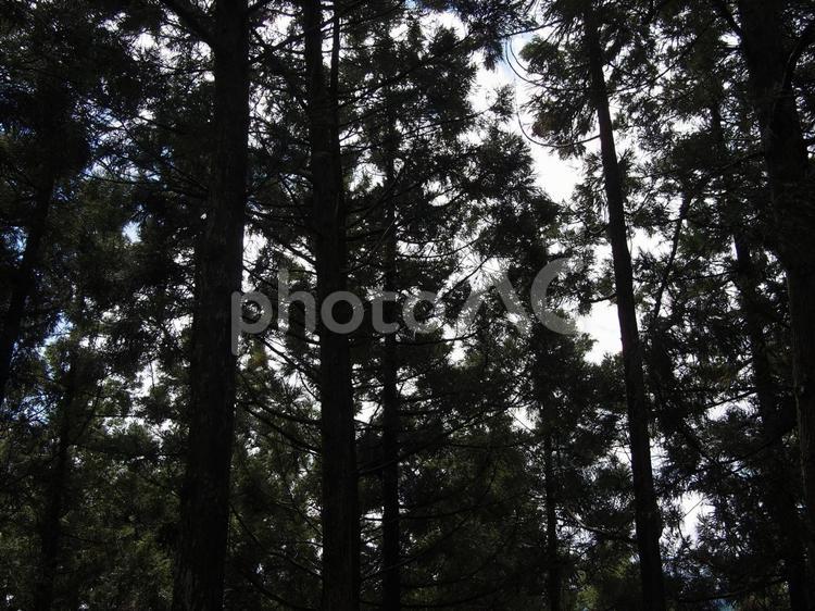 山の木々 木,木漏れ日,日差しの写真素材