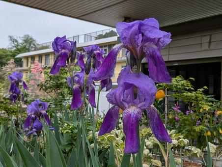 Photo, german iris, flower, flour, 