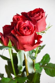 赤い薔薇 赤い薔薇の写真