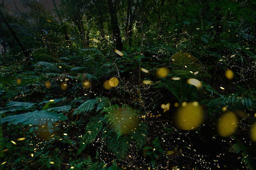 ヤエヤマボタル ヤエヤマボタル ヤエヤマボタル,昆虫,美しいの写真素材