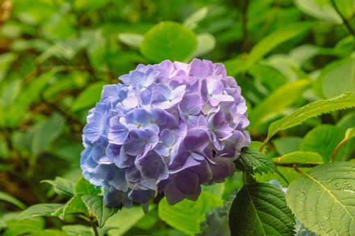 アジサイの小径 アジサイの花1ー58 アジサイの小径 アジサイの花1ー58 アジサイ,紫陽花,花の写真素材